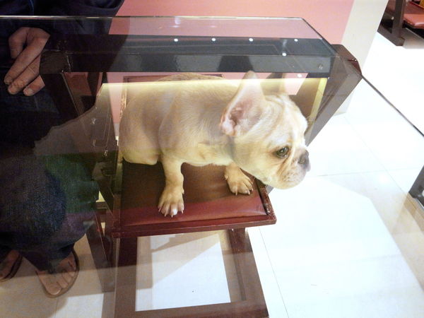 派特芙德寵物餐廳：【團購券】寵物專屬餐廳～想和毛小孩一起用餐嗎？那就來「派特芙德」吧！