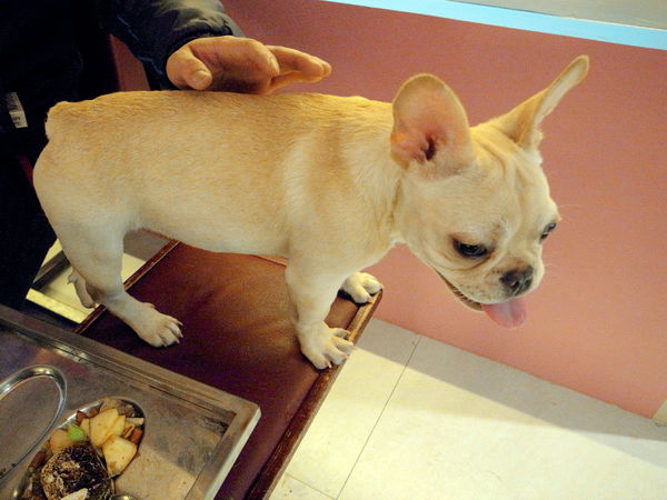 派特芙德寵物餐廳：【團購券】寵物專屬餐廳～想和毛小孩一起用餐嗎？那就來「派特芙德」吧！