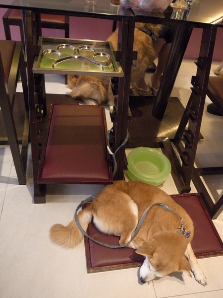 派特芙德寵物餐廳：【團購券】寵物專屬餐廳～想和毛小孩一起用餐嗎？那就來「派特芙德」吧！