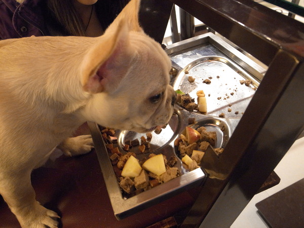 派特芙德寵物餐廳：【團購券】寵物專屬餐廳～想和毛小孩一起用餐嗎？那就來「派特芙德」吧！