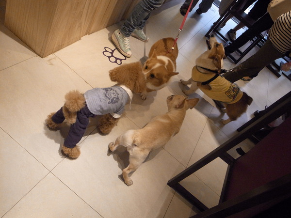 派特芙德寵物餐廳：【團購券】寵物專屬餐廳～想和毛小孩一起用餐嗎？那就來「派特芙德」吧！