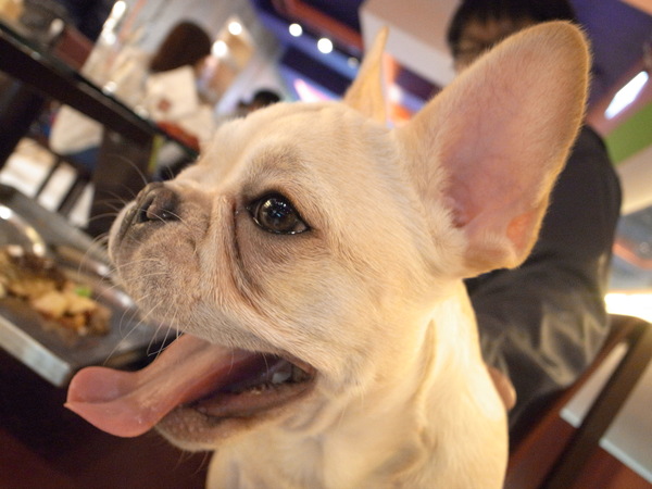 派特芙德寵物餐廳：【團購券】寵物專屬餐廳～想和毛小孩一起用餐嗎？那就來「派特芙德」吧！