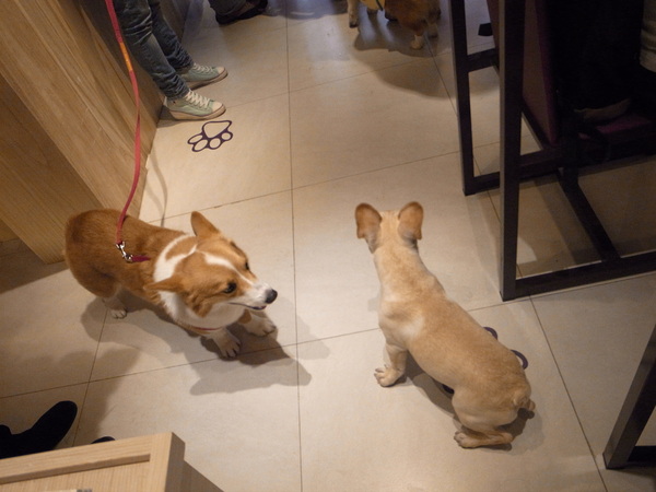 派特芙德寵物餐廳：【團購券】寵物專屬餐廳～想和毛小孩一起用餐嗎？那就來「派特芙德」吧！