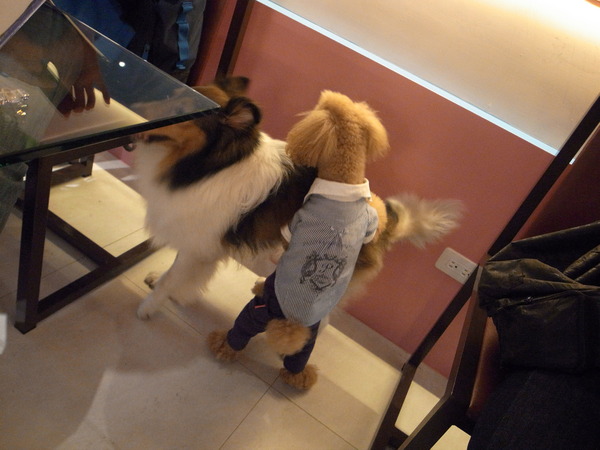 派特芙德寵物餐廳：【團購券】寵物專屬餐廳～想和毛小孩一起用餐嗎？那就來「派特芙德」吧！