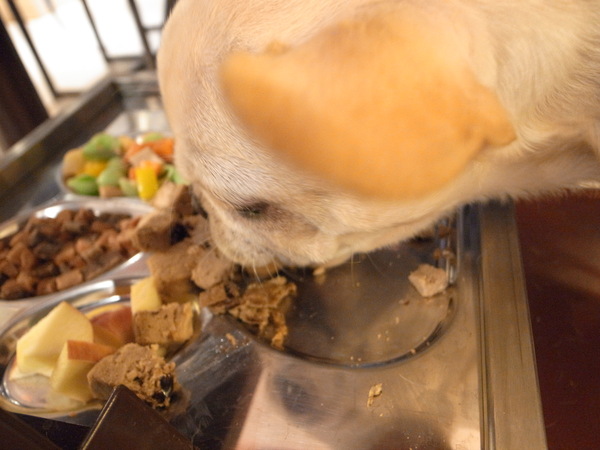 派特芙德寵物餐廳：【團購券】寵物專屬餐廳～想和毛小孩一起用餐嗎？那就來「派特芙德」吧！