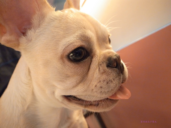 派特芙德寵物餐廳：【團購券】寵物專屬餐廳～想和毛小孩一起用餐嗎？那就來「派特芙德」吧！