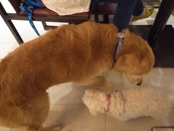 派特芙德寵物餐廳：【團購券】寵物專屬餐廳～想和毛小孩一起用餐嗎？那就來「派特芙德」吧！