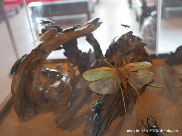 大黑松小倆口 傳統與浪漫的結合-埔里月老教堂:【景點】南投月老教堂.愛情故事館@埔里元首館King Garden : 大黑松小倆口的浪漫,就是終成眷屬? 南投埔里一日遊~景點第一站!