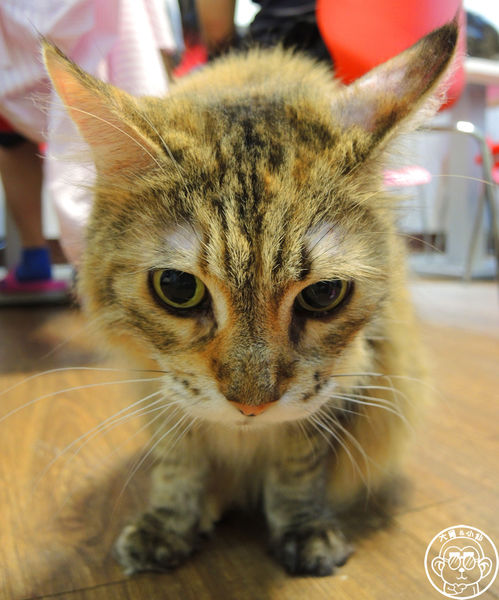 元氣貓主題餐廳:呷飽祙【台北士林・元氣貓主題咖啡】貓奴必衝