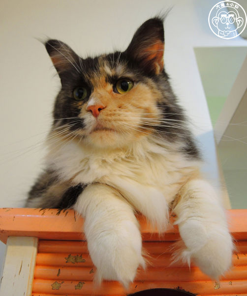 元氣貓主題餐廳:呷飽祙【台北士林・元氣貓主題咖啡】貓奴必衝