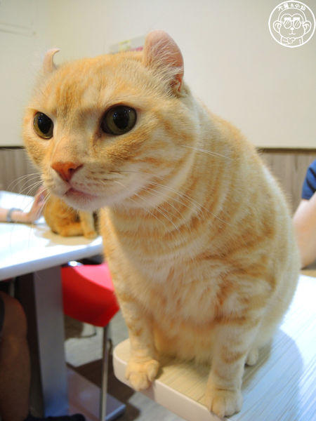 元氣貓主題餐廳:呷飽祙【台北士林・元氣貓主題咖啡】貓奴必衝