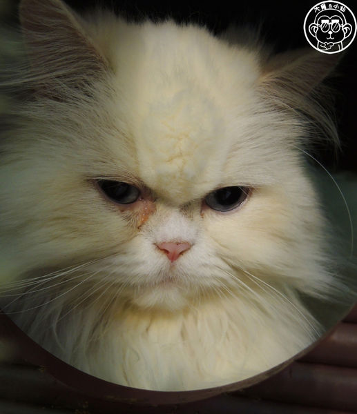 元氣貓主題餐廳:呷飽祙【台北士林・元氣貓主題咖啡】貓奴必衝