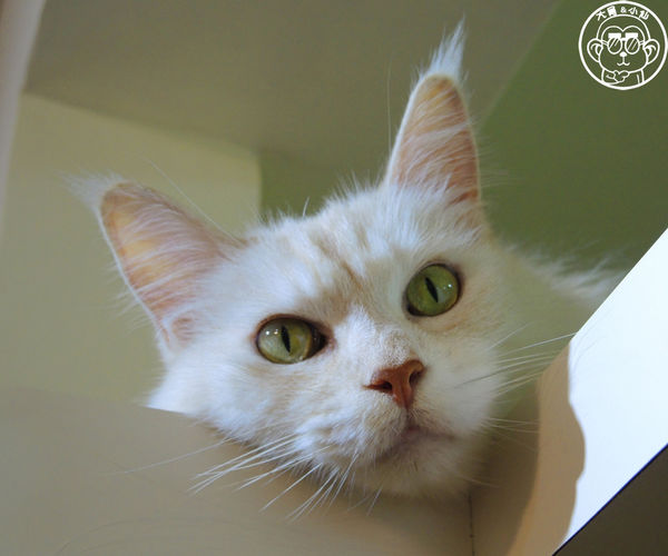 元氣貓主題餐廳:呷飽祙【台北士林・元氣貓主題咖啡】貓奴必衝