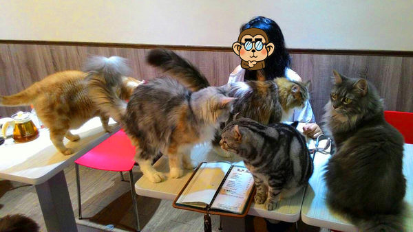 元氣貓主題餐廳:呷飽祙【台北士林・元氣貓主題咖啡】貓奴必衝