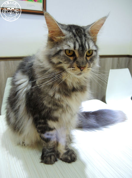 元氣貓主題餐廳:呷飽祙【台北士林・元氣貓主題咖啡】貓奴必衝