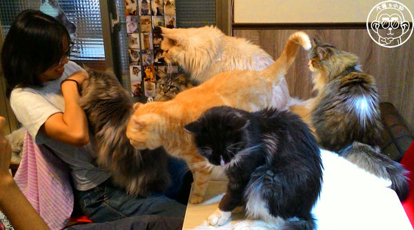 元氣貓主題餐廳:呷飽祙【台北士林・元氣貓主題咖啡】貓奴必衝