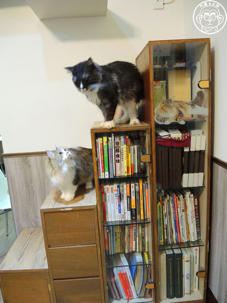 元氣貓主題餐廳:呷飽祙【台北士林・元氣貓主題咖啡】貓奴必衝