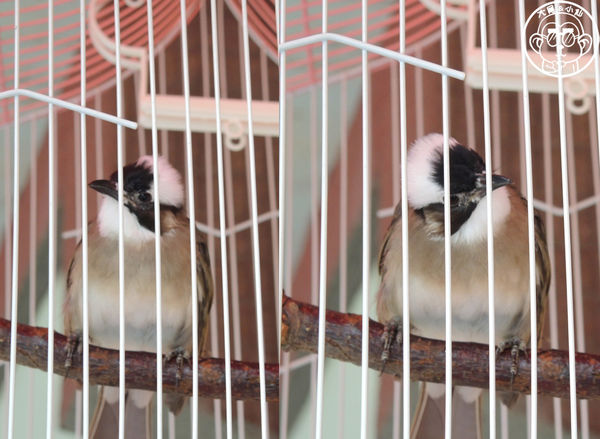 元氣貓主題餐廳:呷飽祙【台北士林・元氣貓主題咖啡】貓奴必衝