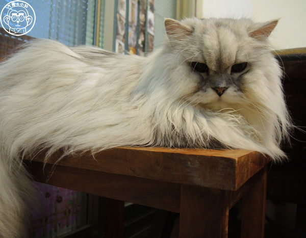 元氣貓主題餐廳:呷飽祙【台北士林・元氣貓主題咖啡】貓奴必衝