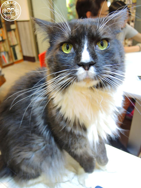 元氣貓主題餐廳:呷飽祙【台北士林・元氣貓主題咖啡】貓奴必衝