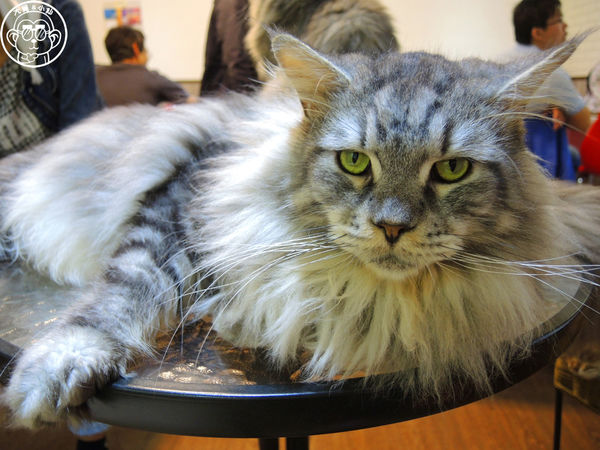 元氣貓主題餐廳:呷飽祙【台北士林・元氣貓主題咖啡】貓奴必衝