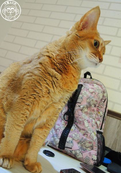 元氣貓主題餐廳:呷飽祙【台北士林・元氣貓主題咖啡】貓奴必衝