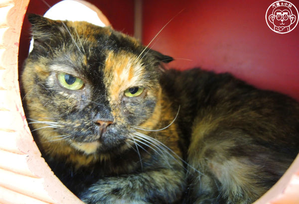 元氣貓主題餐廳:呷飽祙【台北士林・元氣貓主題咖啡】貓奴必衝