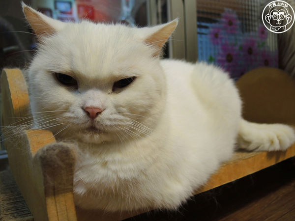 元氣貓主題餐廳:呷飽祙【台北士林・元氣貓主題咖啡】貓奴必衝