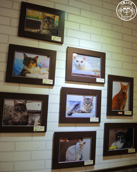 元氣貓主題餐廳:呷飽祙【台北士林・元氣貓主題咖啡】貓奴必衝