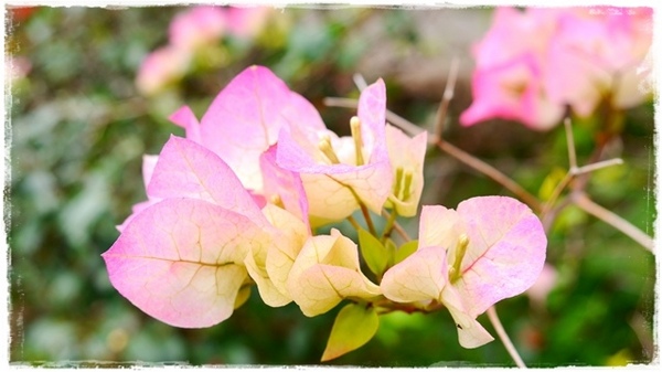 濛濛湖:【新北◍•ᴗ•◍新店】景點・濛濛湖、廣興河濱公園✯賞桐、賞螢秘境|昔日戀愛聖地遺留下的絕美景色