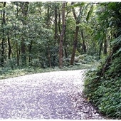 濛濛湖:【新北◍•ᴗ•◍新店】景點・濛濛湖、廣興河濱公園✯賞桐、賞螢秘境|昔日戀愛聖地遺留下的絕美景色