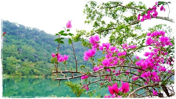 濛濛湖:【新北◍•ᴗ•◍新店】景點・濛濛湖、廣興河濱公園✯賞桐、賞螢秘境|昔日戀愛聖地遺留下的絕美景色