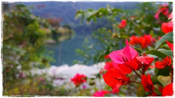 濛濛湖:【新北◍•ᴗ•◍新店】景點・濛濛湖、廣興河濱公園✯賞桐、賞螢秘境|昔日戀愛聖地遺留下的絕美景色