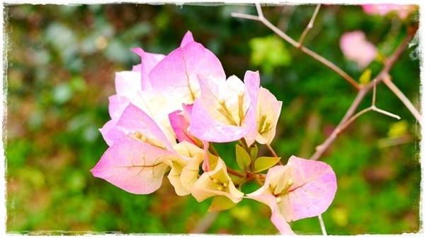 濛濛湖:【新北◍•ᴗ•◍新店】景點・濛濛湖、廣興河濱公園✯賞桐、賞螢秘境|昔日戀愛聖地遺留下的絕美景色