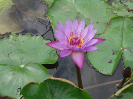 春天農場-春天香草廚房：起司雞排~差強人意