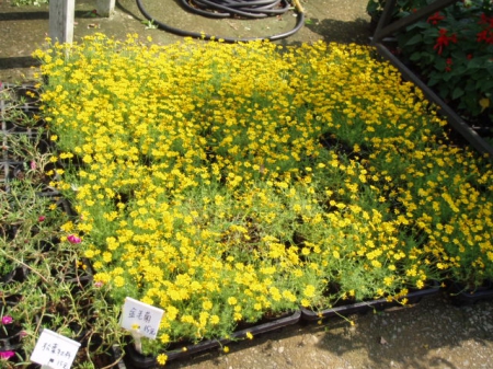 春天農場-春天香草廚房：起司雞排~差強人意