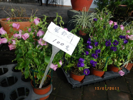 愛買花坊:盆栽換裝迎新年