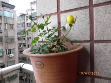 愛買花坊:盆栽換裝迎新年