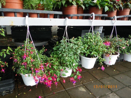 愛買花坊:盆栽換裝迎新年