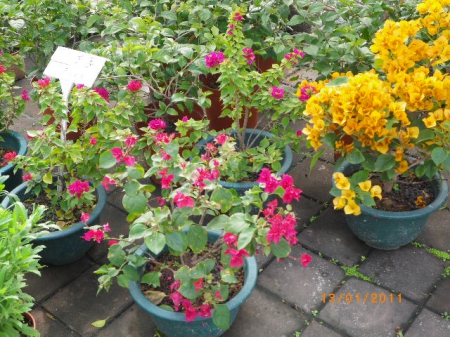 愛買花坊:盆栽換裝迎新年