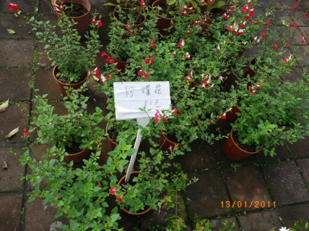 愛買花坊:盆栽換裝迎新年