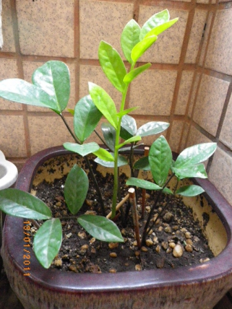 愛買花坊:盆栽換裝迎新年