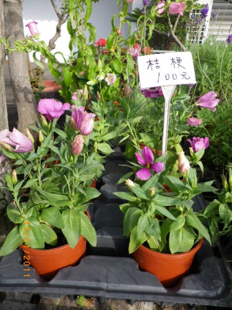 愛買花坊:盆栽換裝迎新年