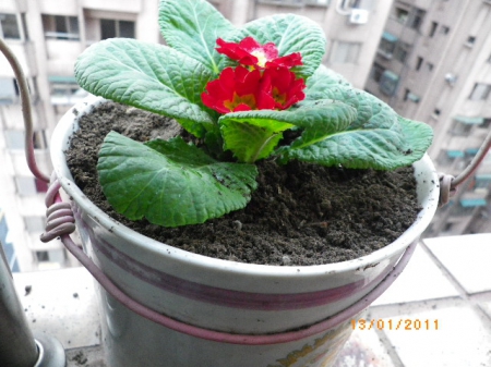 愛買花坊:盆栽換裝迎新年