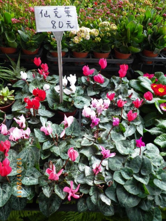 愛買花坊:盆栽換裝迎新年