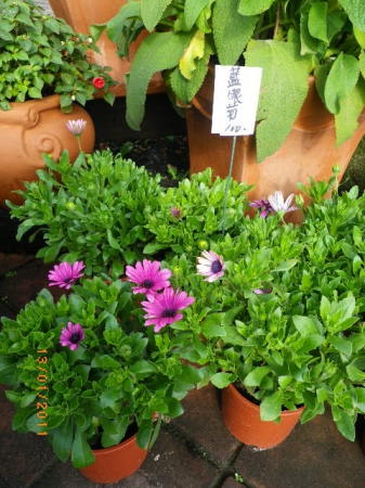 愛買花坊:盆栽換裝迎新年