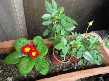 愛買花坊:盆栽換裝迎新年