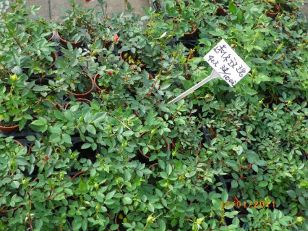 愛買花坊:盆栽換裝迎新年