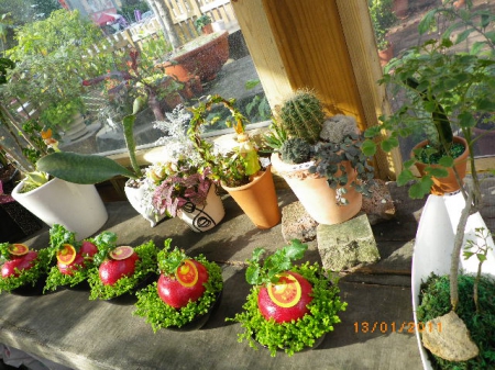 愛買花坊:盆栽換裝迎新年