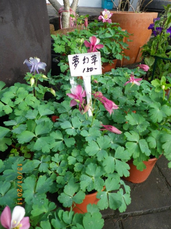 愛買花坊:盆栽換裝迎新年